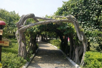 湘西仿木树藤葡萄架